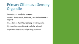 The Primary Cilium: Structure, Function, and Role in Health and Disease ...