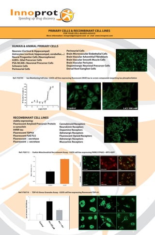 PRIMARY CELLS & RECOMBINANT CELL LINES
FOR YOUR CELL-BASED-ASSAYS
More information: innoprot@innoprot.com or visit www.innoprot.com
HUMAN & ANIMAL PRIMARY CELLS
Neurons (Cortical & Hippocampal)
Astrocytes (cortical, hippocampal, cerebellar,...)
Neural Progenitor Cells (Neurospheres)
A2B5+ Glial Precursor Cells
PSA-NCAM+ Neuronal Precursor Cells
Schwann Cells
Perineurial Cells
Ref: P30705 - tau Monitoring Cell Line - U2OS cell line expressing fluorescent 0N4R tau to screen compounds targetting tau phosphorilation
Ref: P30713 - Parkin Mitochondrial Recruitment Assay - U2OS cell line expressing PARK2-FP602 + MTS-tGFP
Perineurial Cells
Brain Microvascular Endothelial Cells
Brain Vascular Adventitial Fibroblasts
Brain Vascular Smooth Muscle Cells
Brain Vascular Pericytes
Dopaminergic Neuronal Precursor Cells
Dorsal Root Ganglion Cells
Ref: P30710 - TDP-43 Stress Granules Assay - U2OS cell line expressing fluorescent TDP-43
RECOMBINANT CELL LINES
stably expressing:
Fluorescent Amyloid Precursor Protein
α-synuclein
04NR tau
Fluorescent TDP43
Fluorescent FUS/TLS
Fluorescent γ−secretase
Fluorescent β−secretase
Cannabinoid Receptors
Neurokinin Receptors
Dopamine Receptors
Adrenergic Receptors
Fluorescent Opioid Receptors
Adrenergic Receptors
Muscarinic Receptors
 
