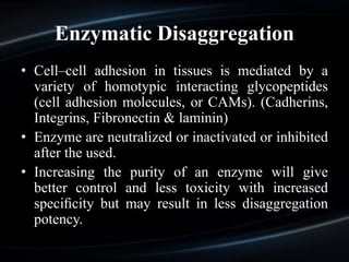 Enzymatic Disaggregation
• Cell–cell adhesion in tissues is mediated by a
variety of homotypic interacting glycopeptides
(cell adhesion molecules, or CAMs). (Cadherins,
Integrins, Fibronectin & laminin)
• Enzyme are neutralized or inactivated or inhibited
after the used.
• Increasing the purity of an enzyme will give
better control and less toxicity with increased
speciﬁcity but may result in less disaggregation
potency.
 