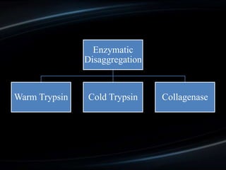 Enzymatic
Disaggregation
Warm Trypsin Cold Trypsin Collagenase
 