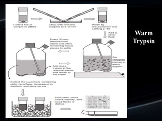 Warm
Trypsin
 