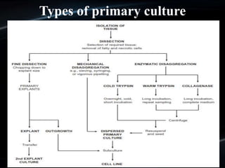 Types of primary culture
 