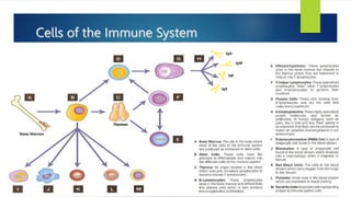 Cells of the Immune System
 