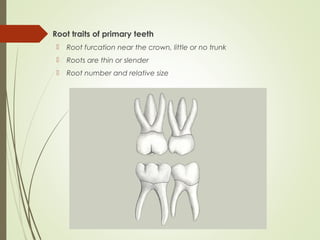 Primary Dentition | PPT