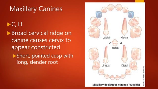Primary Dentition and Tooth Development | PPTX