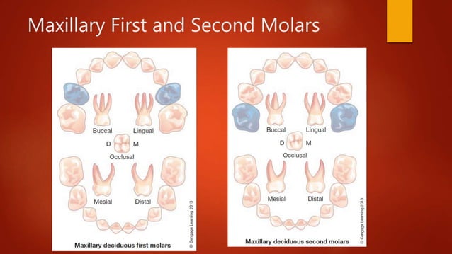 Primary Dentition and Tooth Development | PPTX