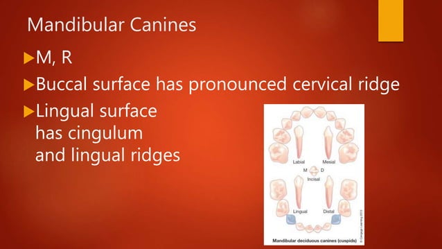 Primary Dentition and Tooth Development | PPTX