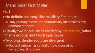 Slender Tooth Primary Dentition and Tooth Development | PPTX