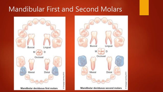 Primary Dentition and Tooth Development | PPTX
