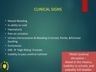High Riding Prostate Sign Primary endoscopic realignment | PPT