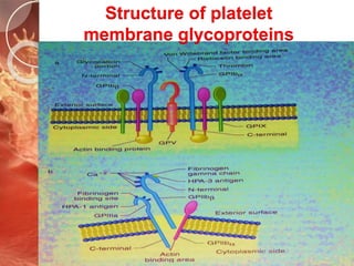 Structure of platelet
membrane glycoproteins