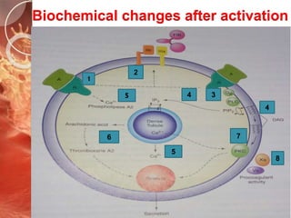Biochemical changes after activation
2
34
5
6 7
8