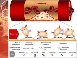 Primary hemostasis
