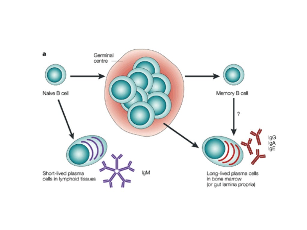Primary immune response Educational Learning Presentation with Analogy