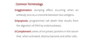 Common Terminology
òAgglutination: clumping effect occurring when an
antibody acts as a cross-link between two antigens.
òApoptosis: programmed cell death that results from
the digestion of DNA by endonucleases.
òComplement: series of enzymatic proteins in the serum
that, when activated, destroy bacteria and other cells.
 