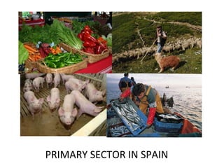 PRIMARY SECTOR IN SPAIN
 