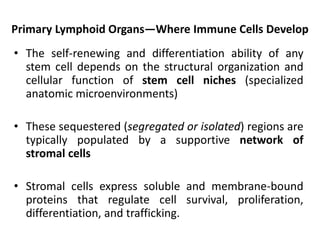 Primary Lymphoid Organs—Where Immune Cells Develop
• The self-renewing and differentiation ability of any
stem cell depends on the structural organization and
cellular function of stem cell niches (specialized
anatomic microenvironments)
• These sequestered (segregated or isolated) regions are
typically populated by a supportive network of
stromal cells
• Stromal cells express soluble and membrane-bound
proteins that regulate cell survival, proliferation,
differentiation, and trafficking.
 
