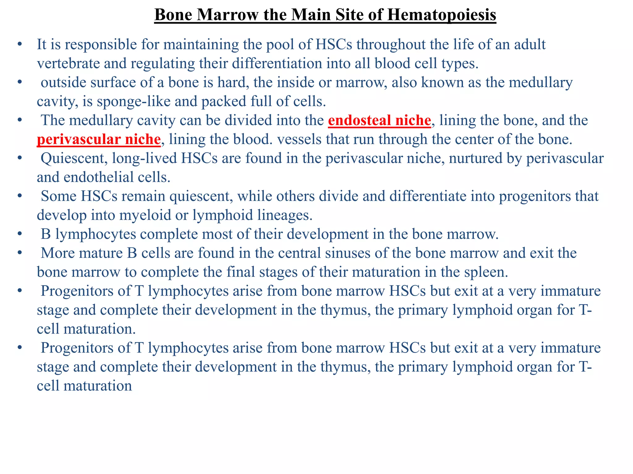Bone Marrow the Main Site of Hematopoiesis
• It is responsible for maintaining the pool of HSCs throughout the life of an adult
vertebrate and regulating their differentiation into all blood cell types.
• outside surface of a bone is hard, the inside or marrow, also known as the medullary
cavity, is sponge-like and packed full of cells.
• The medullary cavity can be divided into the endosteal niche, lining the bone, and the
perivascular niche, lining the blood. vessels that run through the center of the bone.
• Quiescent, long-lived HSCs are found in the perivascular niche, nurtured by perivascular
and endothelial cells.
• Some HSCs remain quiescent, while others divide and differentiate into progenitors that
develop into myeloid or lymphoid lineages.
• B lymphocytes complete most of their development in the bone marrow.
• More mature B cells are found in the central sinuses of the bone marrow and exit the
bone marrow to complete the final stages of their maturation in the spleen.
• Progenitors of T lymphocytes arise from bone marrow HSCs but exit at a very immature
stage and complete their development in the thymus, the primary lymphoid organ for T-
cell maturation.
• Progenitors of T lymphocytes arise from bone marrow HSCs but exit at a very immature
stage and complete their development in the thymus, the primary lymphoid organ for T-
cell maturation
 