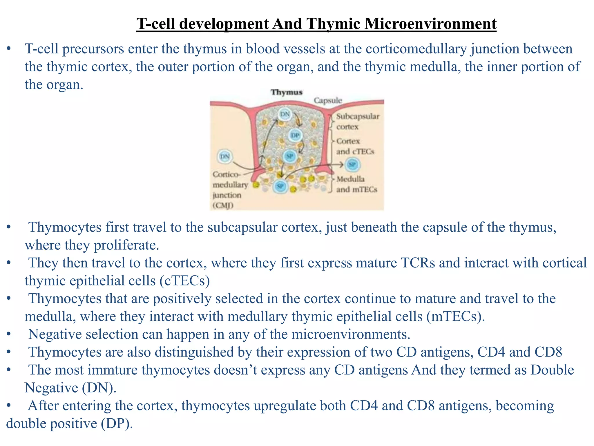 T-cell development And Thymic Microenvironment
• T-cell precursors enter the thymus in blood vessels at the corticomedullary junction between
the thymic cortex, the outer portion of the organ, and the thymic medulla, the inner portion of
the organ.
• Thymocytes first travel to the subcapsular cortex, just beneath the capsule of the thymus,
where they proliferate.
• They then travel to the cortex, where they first express mature TCRs and interact with cortical
thymic epithelial cells (cTECs)
• Thymocytes that are positively selected in the cortex continue to mature and travel to the
medulla, where they interact with medullary thymic epithelial cells (mTECs).
• Negative selection can happen in any of the microenvironments.
• Thymocytes are also distinguished by their expression of two CD antigens, CD4 and CD8
• The most immture thymocytes doesn’t express any CD antigens And they termed as Double
Negative (DN).
• After entering the cortex, thymocytes upregulate both CD4 and CD8 antigens, becoming
double positive (DP).
 
