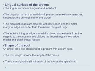 Primary mandibular canine | PPTX