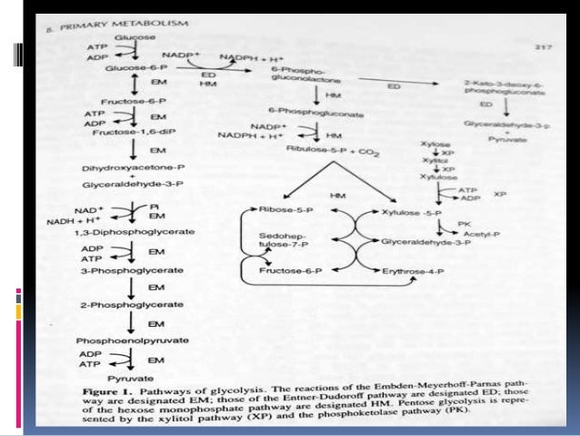 Primary Metabolism Of Fungi