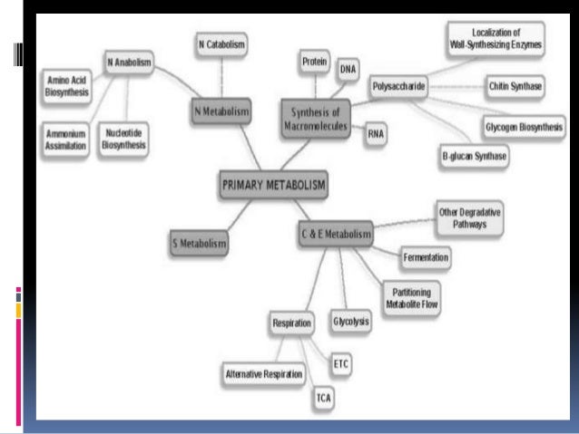 Primary Metabolism Of Fungi