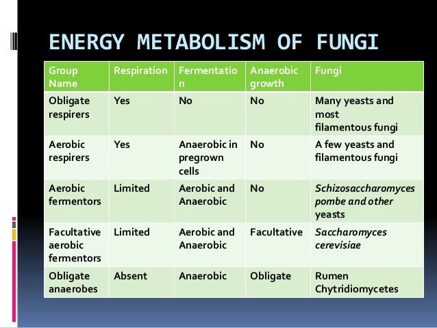 Primary Metabolism Of Fungi