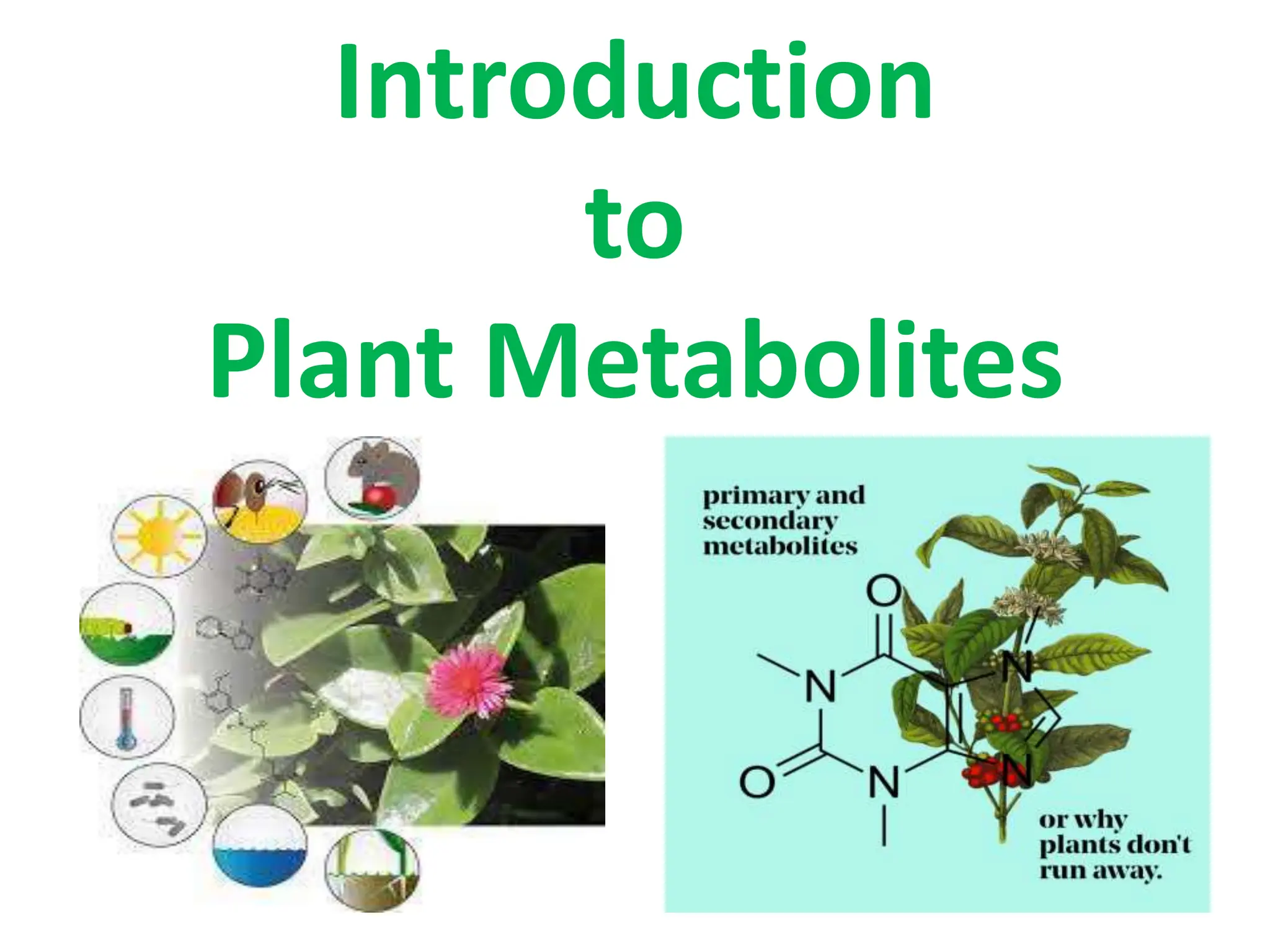 Primary Metabolites FROM THE PLANT AND ANIMALS.pptx