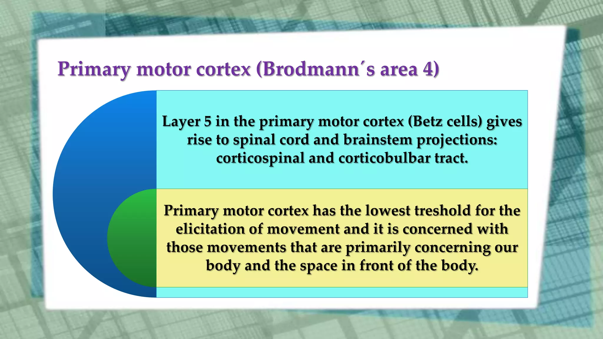 Primary motor cortex (Brodmann´s area 4)
Layer 5 in the primary motor cortex (Betz cells) gives
rise to spinal cord and brainstem projections:
corticospinal and corticobulbar tract.
Primary motor cortex has the lowest treshold for the
elicitation of movement and it is concerned with
those movements that are primarily concerning our
body and the space in front of the body.
 