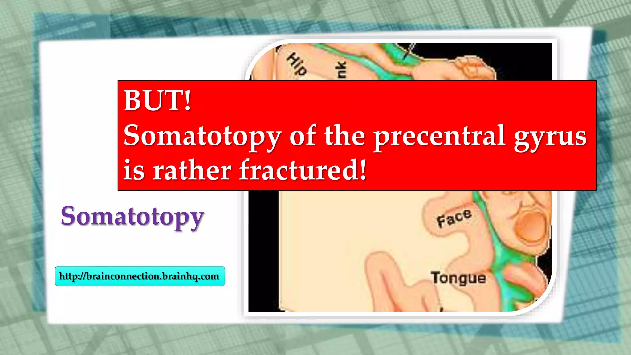 Somatotopy
http://brainconnection.brainhq.com
BUT!
Somatotopy of the precentral gyrus
is rather fractured!
 