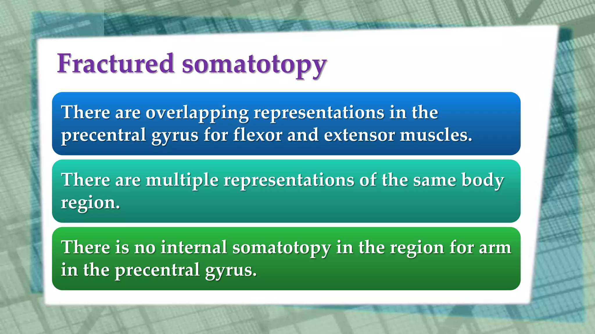 Fractured somatotopy
There are overlapping representations in the
precentral gyrus for flexor and extensor muscles.
There are multiple representations of the same body
region.
There is no internal somatotopy in the region for arm
in the precentral gyrus.
 