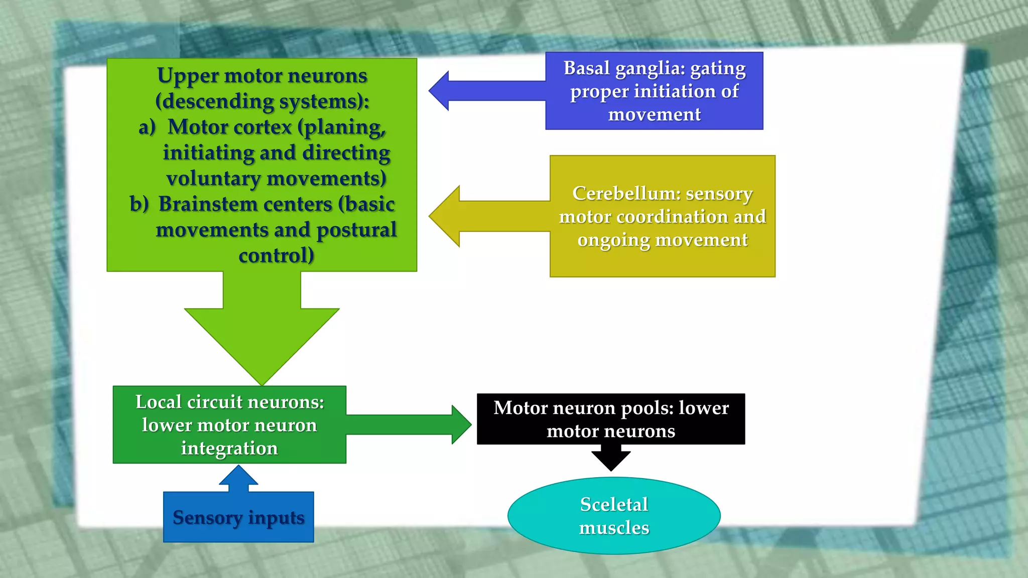 Upper motor neurons
(descending systems):
a) Motor cortex (planing,
initiating and directing
voluntary movements)
b) Brainstem centers (basic
movements and postural
control)
Basal ganglia: gating
proper initiation of
movement
Cerebellum: sensory
motor coordination and
ongoing movement
Local circuit neurons:
lower motor neuron
integration
Motor neuron pools: lower
motor neurons
Sceletal
muscles
Sensory inputs
 
