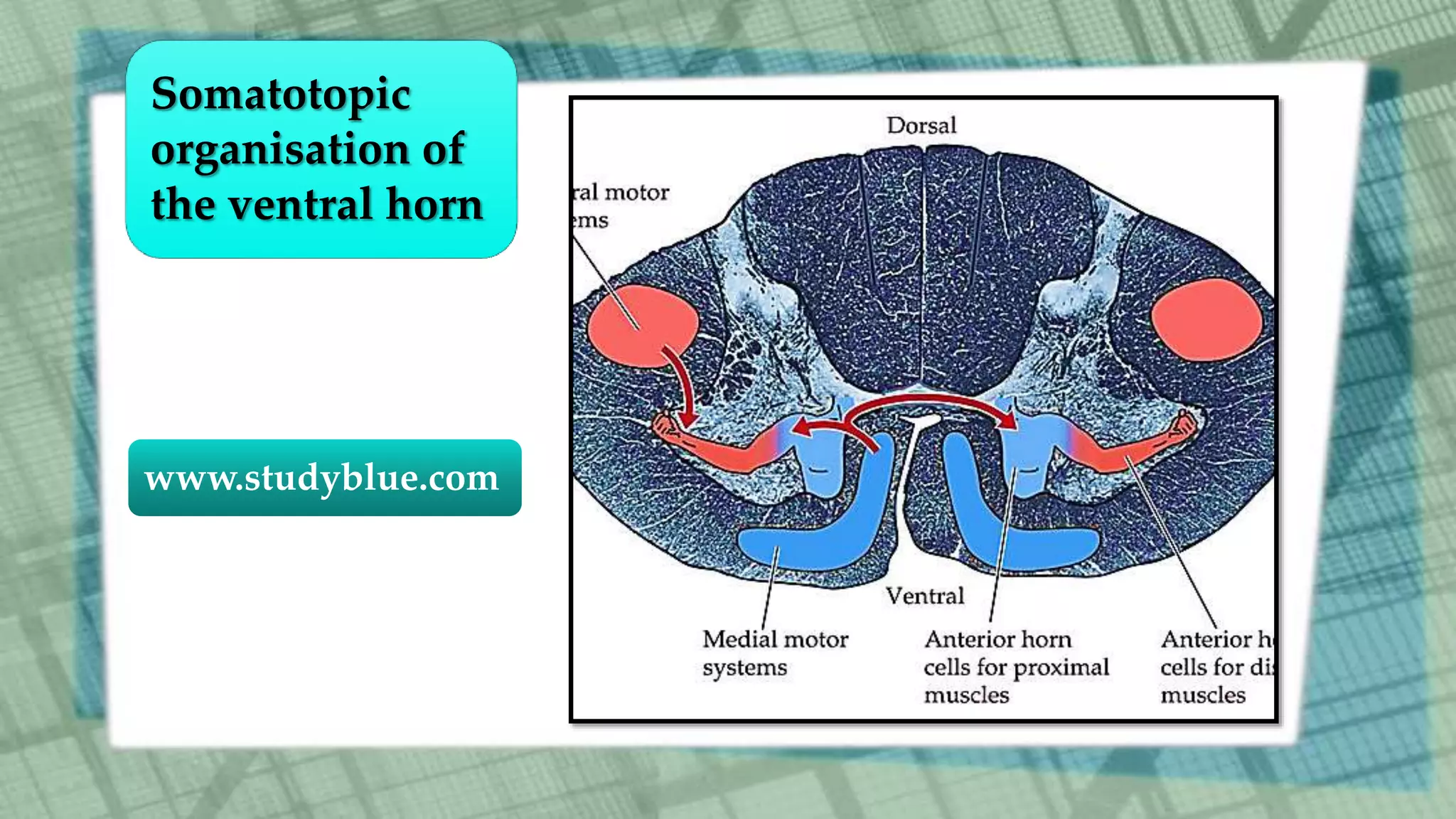 www.studyblue.com
Somatotopic
organisation of
the ventral horn
 