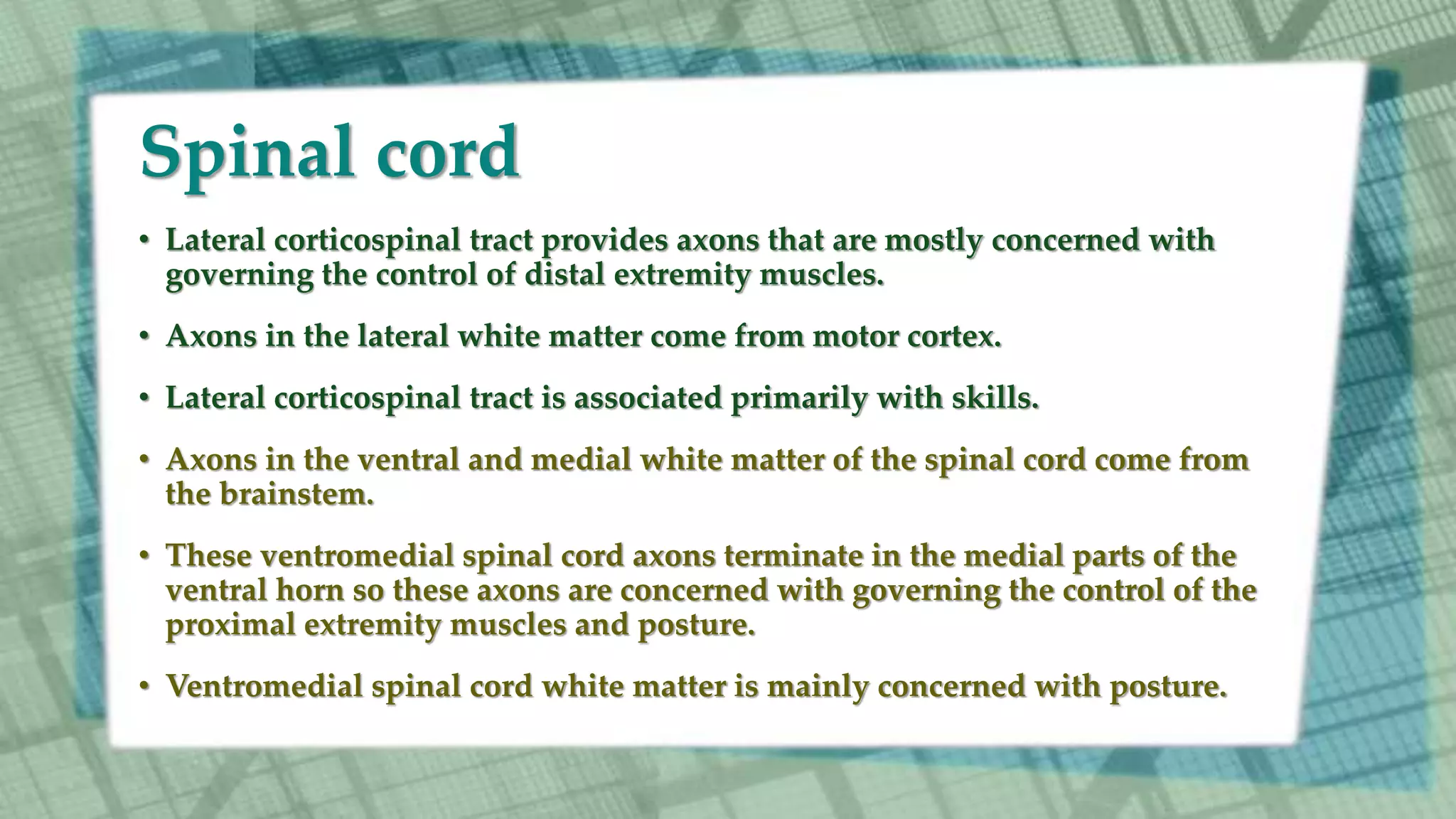 Spinal cord
• Lateral corticospinal tract provides axons that are mostly concerned with
governing the control of distal extremity muscles.
• Axons in the lateral white matter come from motor cortex.
• Lateral corticospinal tract is associated primarily with skills.
• Axons in the ventral and medial white matter of the spinal cord come from
the brainstem.
• These ventromedial spinal cord axons terminate in the medial parts of the
ventral horn so these axons are concerned with governing the control of the
proximal extremity muscles and posture.
• Ventromedial spinal cord white matter is mainly concerned with posture.
 