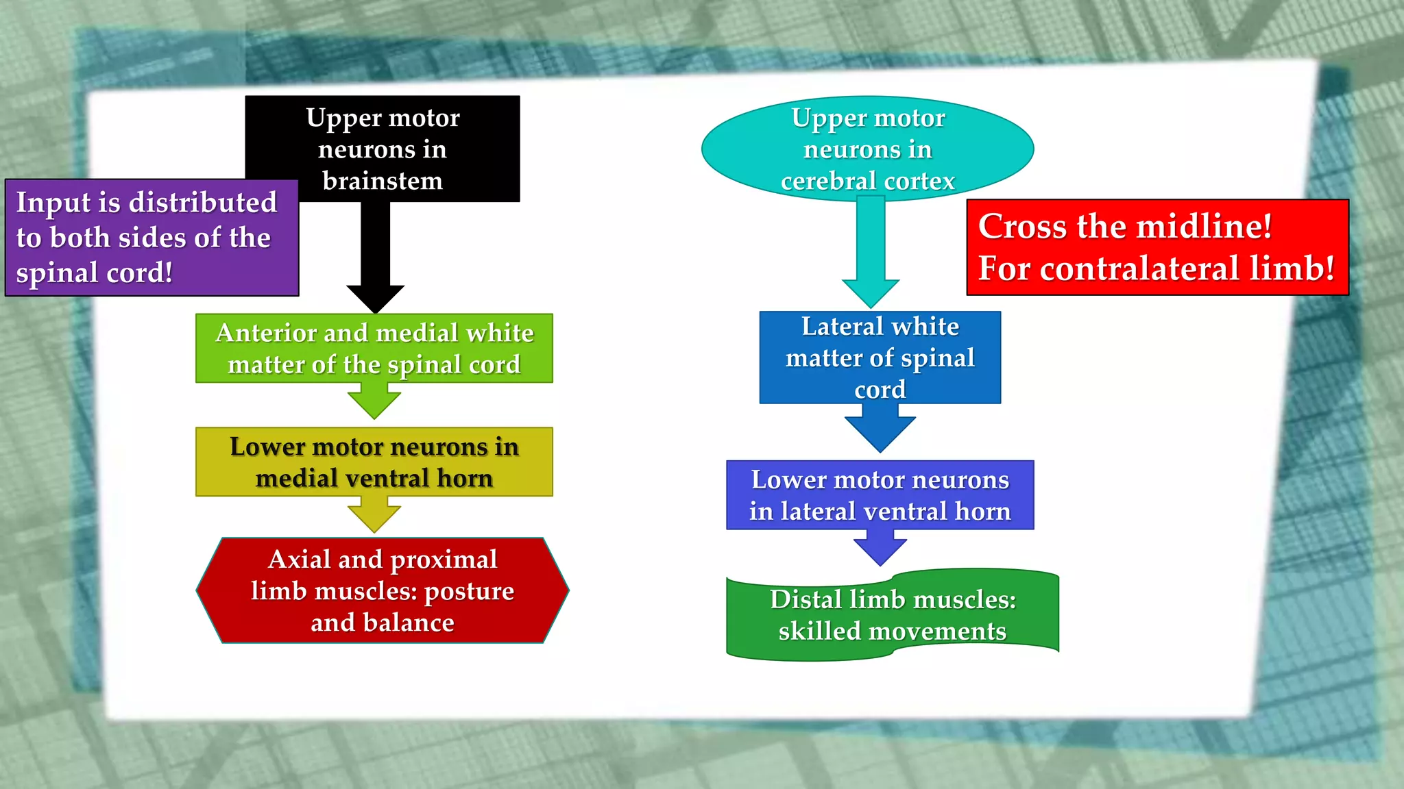 Upper motor
neurons in
cerebral cortex
Lateral white
matter of spinal
cord
Lower motor neurons
in lateral ventral horn
Distal limb muscles:
skilled movements
Upper motor
neurons in
brainstem
Anterior and medial white
matter of the spinal cord
Lower motor neurons in
medial ventral horn
Axial and proximal
limb muscles: posture
and balance
Cross the midline!
For contralateral limb!
Input is distributed
to both sides of the
spinal cord!
 