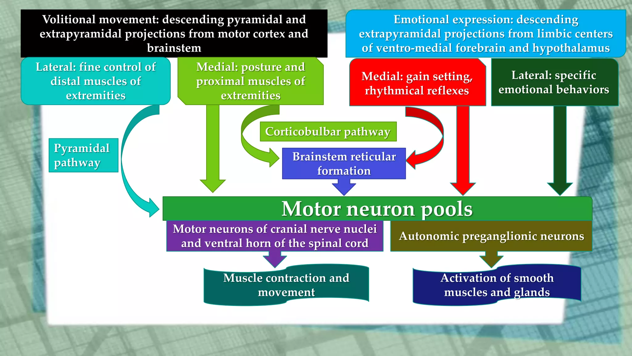 Volitional movement: descending pyramidal and
extrapyramidal projections from motor cortex and
brainstem
Lateral: fine control of
distal muscles of
extremities
Medial: posture and
proximal muscles of
extremities
Brainstem reticular
formation
Motor neuron pools
Motor neurons of cranial nerve nuclei
and ventral horn of the spinal cord
Autonomic preganglionic neurons
Muscle contraction and
movement
Activation of smooth
muscles and glands
Emotional expression: descending
extrapyramidal projections from limbic centers
of ventro-medial forebrain and hypothalamus
Medial: gain setting,
rhythmical reflexes
Lateral: specific
emotional behaviors
Pyramidal
pathway
Corticobulbar pathway
 