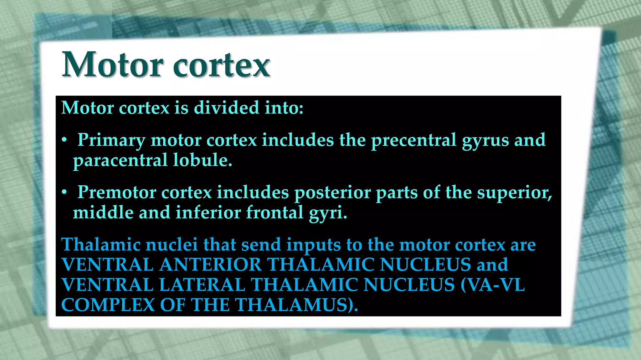 Motor cortex
Motor cortex is divided into:
• Primary motor cortex includes the precentral gyrus and
paracentral lobule.
• Premotor cortex includes posterior parts of the superior,
middle and inferior frontal gyri.
Thalamic nuclei that send inputs to the motor cortex are
VENTRAL ANTERIOR THALAMIC NUCLEUS and
VENTRAL LATERAL THALAMIC NUCLEUS (VA-VL
COMPLEX OF THE THALAMUS).
 