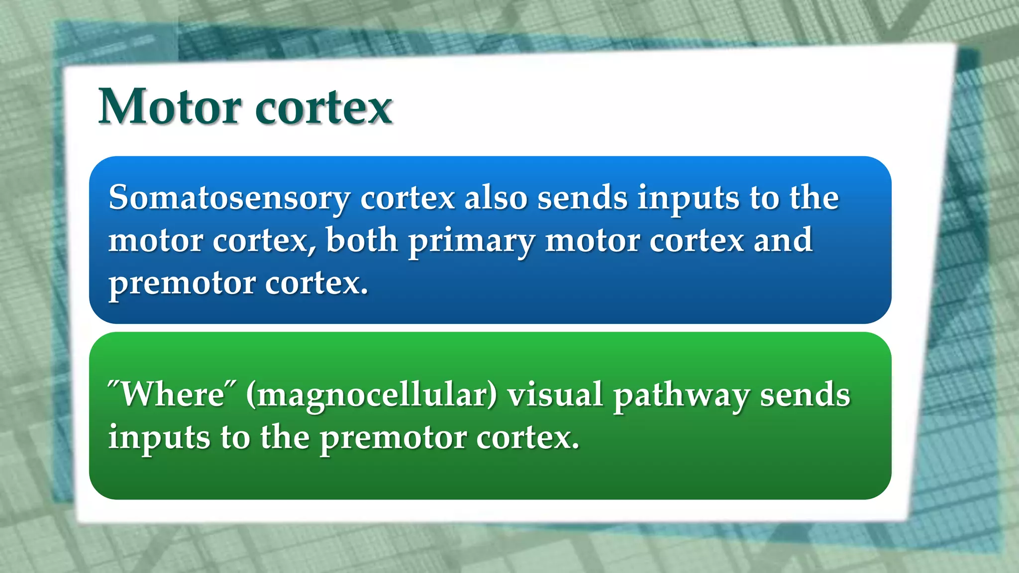 Motor cortex
Somatosensory cortex also sends inputs to the
motor cortex, both primary motor cortex and
premotor cortex.
˝Where˝ (magnocellular) visual pathway sends
inputs to the premotor cortex.
 