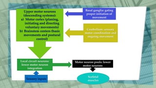 Primary motor cortex | PPSX