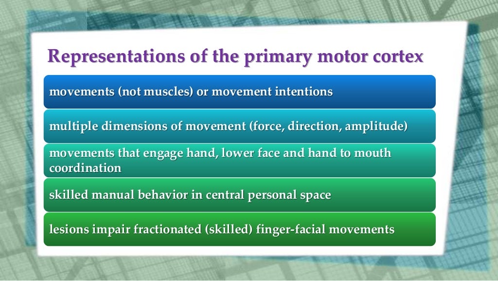 Primary motor cortex