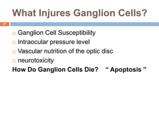 What Injures Ganglion Cells?
 Ganglion Cell Susceptibility
 Intraocular pressure level
 Vascular nutrition of the optic disc
 neurotoxicity
How Do Ganglion Cells Die? “ Apoptosis ”
27
 