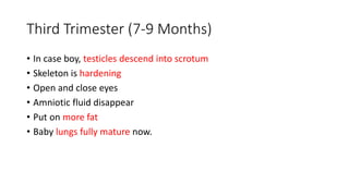 Third Trimester (7-9 Months)
• In case boy, testicles descend into scrotum
• Skeleton is hardening
• Open and close eyes
• Amniotic fluid disappear
• Put on more fat
• Baby lungs fully mature now.
 