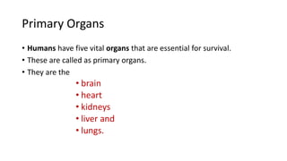 • Humans have five vital organs that are essential for survival.
• These are called as primary organs.
• They are the
• brain
• heart
• kidneys
• liver and
• lungs.
Primary Organs
 