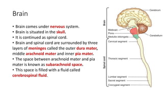 Brain
• Brain comes under nervous system.
• Brain is situated in the skull.
• It is continued as spinal cord.
• Brain and spinal cord are surrounded by three
layers of meninges called the outer dura mater,
middle arachnoid mater and inner pia mater.
• The space between arachnoid mater and pia
mater is known as subarachnoid space.
• This space is filled with a fluid called
cerebrospinal fluid.
 