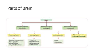 Parts of Brain
 
