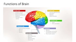 Functions of Brain
 