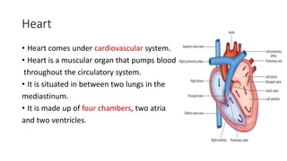 Heart
• Heart comes under cardiovascular system.
• Heart is a muscular organ that pumps blood
throughout the circulatory system.
• It is situated in between two lungs in the
mediastinum.
• It is made up of four chambers, two atria
and two ventricles.
 