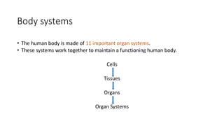 Body systems
• The human body is made of 11 important organ systems.
• These systems work together to maintain a functioning human body.
Cells
Tissues
Organs
Organ Systems
 