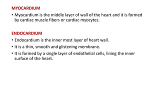 MYOCARDIUM
• Myocardium is the middle layer of wall of the heart and it is formed
by cardiac muscle fibers or cardiac myocytes.
ENDOCARDIUM
• Endocardium is the inner most layer of heart wall.
• It is a thin, smooth and glistening membrane.
• It is formed by a single layer of endothelial cells, lining the inner
surface of the heart.
 