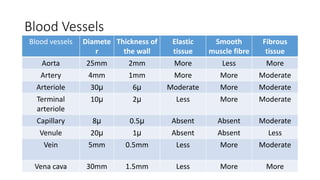 Blood Vessels
Blood vessels Diamete
r
Thickness of
the wall
Elastic
tissue
Smooth
muscle fibre
Fibrous
tissue
Aorta 25mm 2mm More Less More
Artery 4mm 1mm More More Moderate
Arteriole 30μ 6μ Moderate More Moderate
Terminal
arteriole
10μ 2μ Less More Moderate
Capillary 8μ 0.5μ Absent Absent Moderate
Venule 20μ 1μ Absent Absent Less
Vein 5mm 0.5mm Less More Moderate
Vena cava 30mm 1.5mm Less More More
 